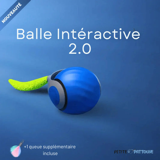 Balle Interactive pour Chat